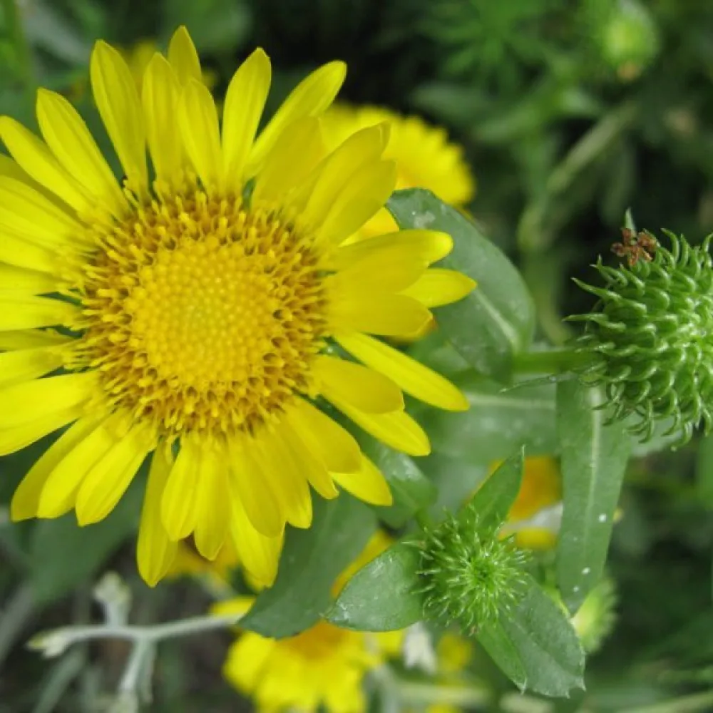 Grindelia