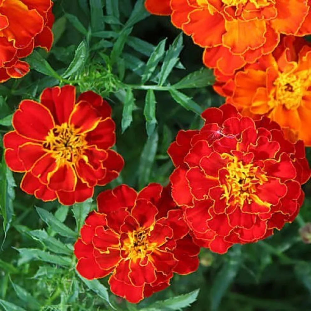 Fransk tagetes 'Red Cherry'