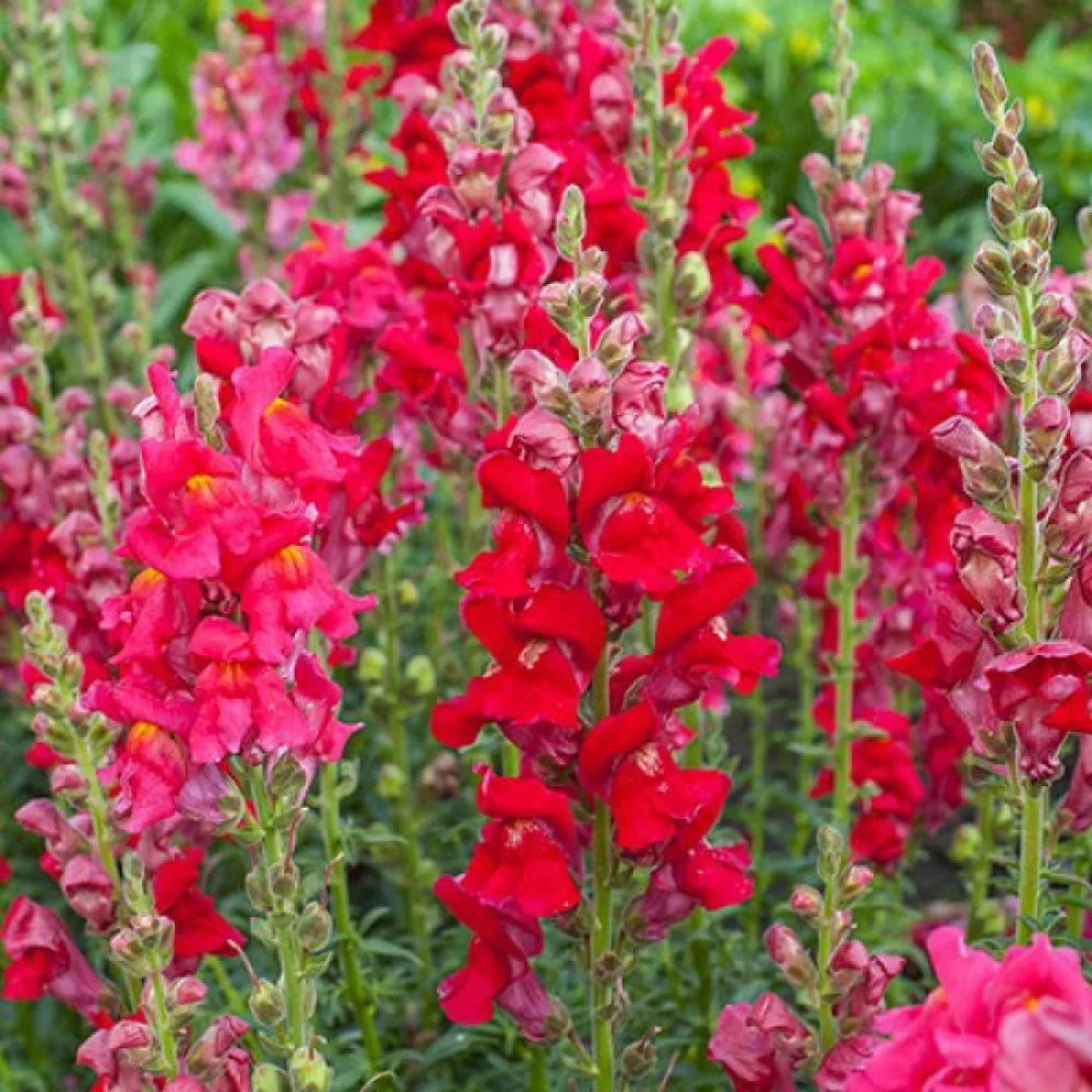 Lejongap 'Ruby'