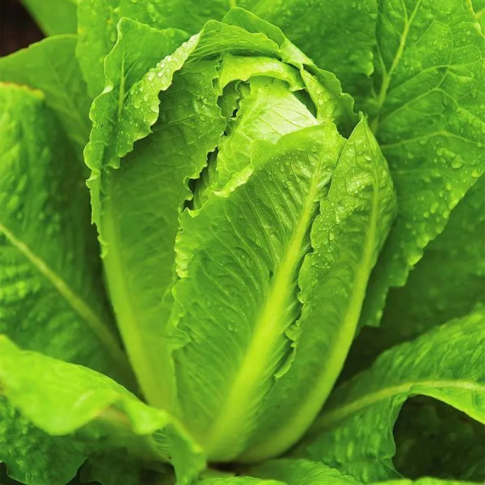 Romansallad 'Paris White'