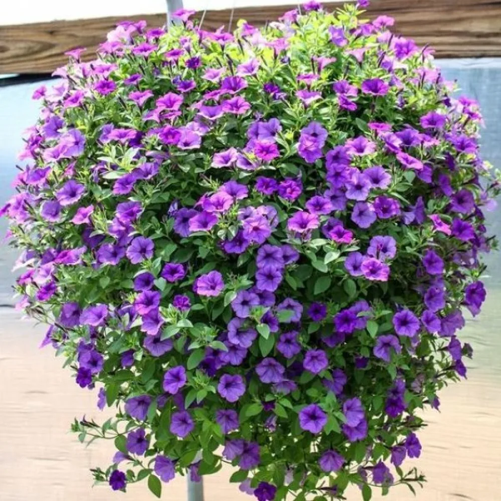Petunia 'Alderman' – blå