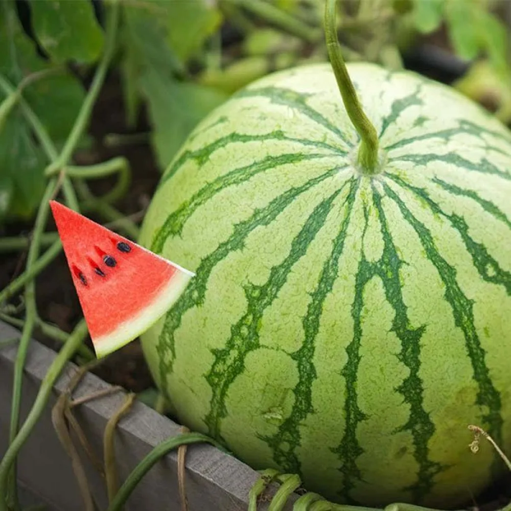 Vattenmelon – blandning av sorter