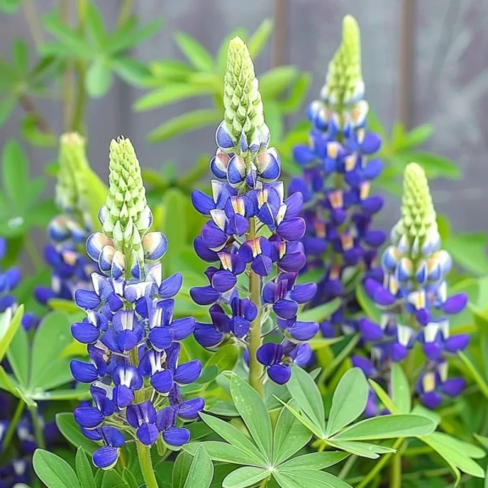 Lupin 'Kastellan' blå