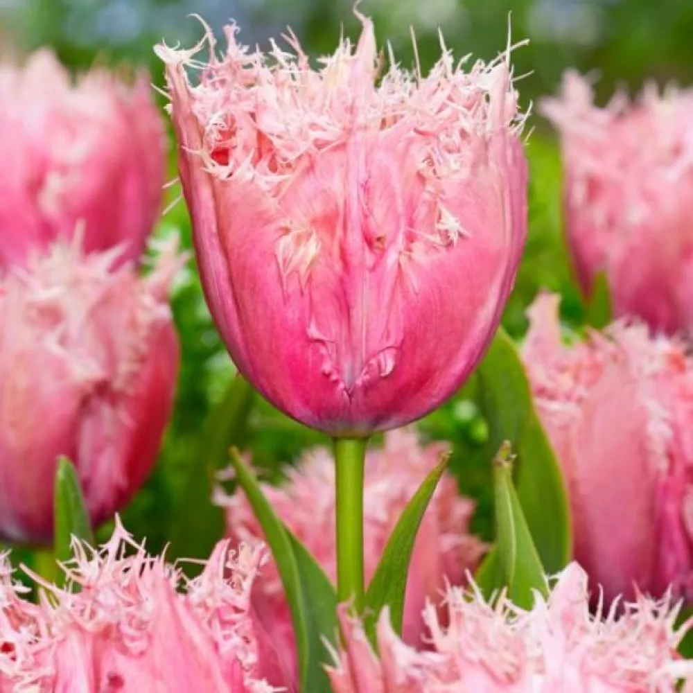 Tulpan 'Paleis Het Loo'