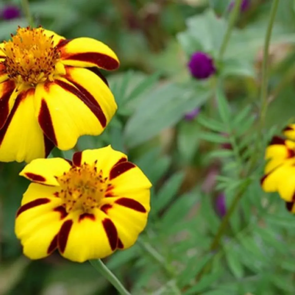 Fransk tagetes 'Striped Marvel'