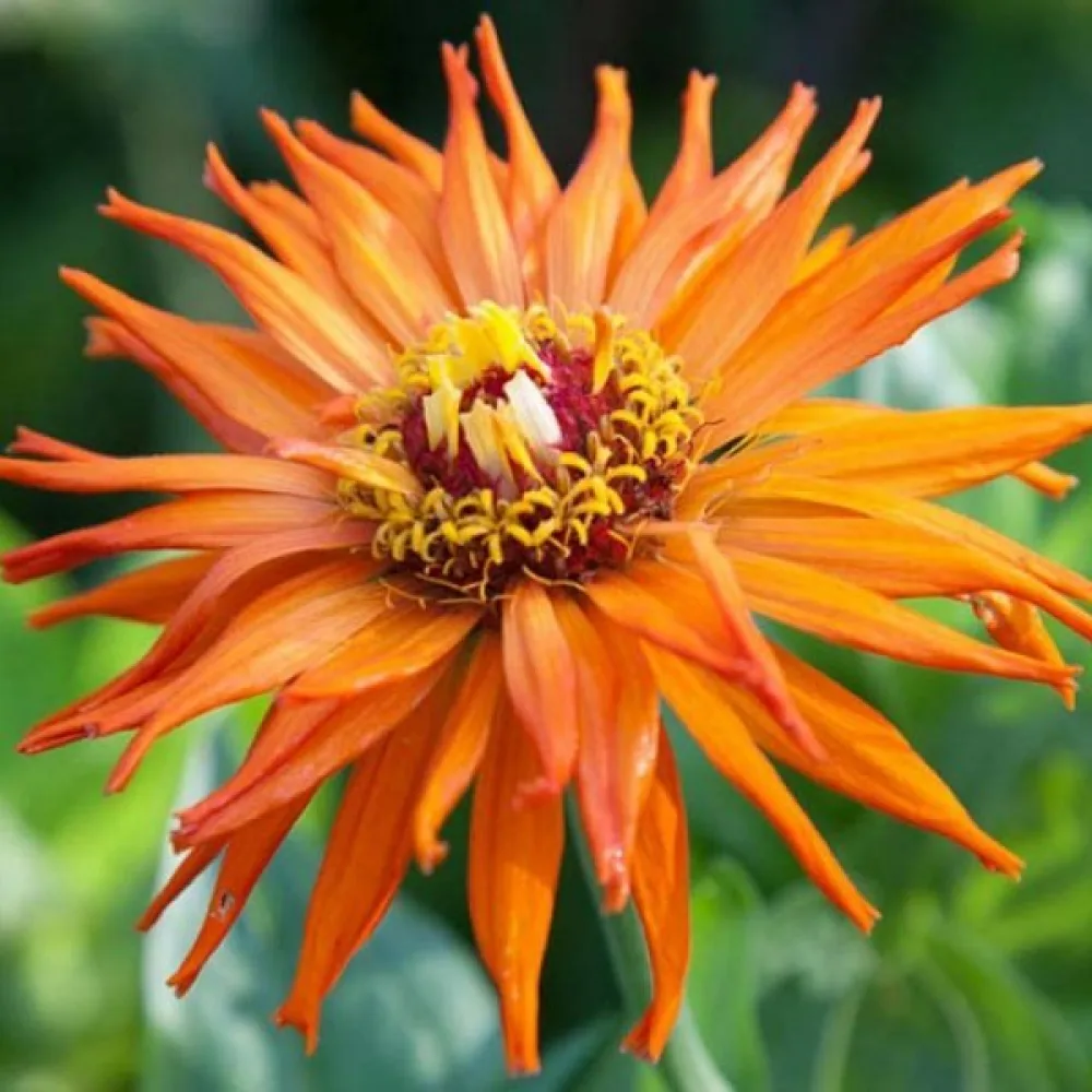 Zinnia 'Aztec'