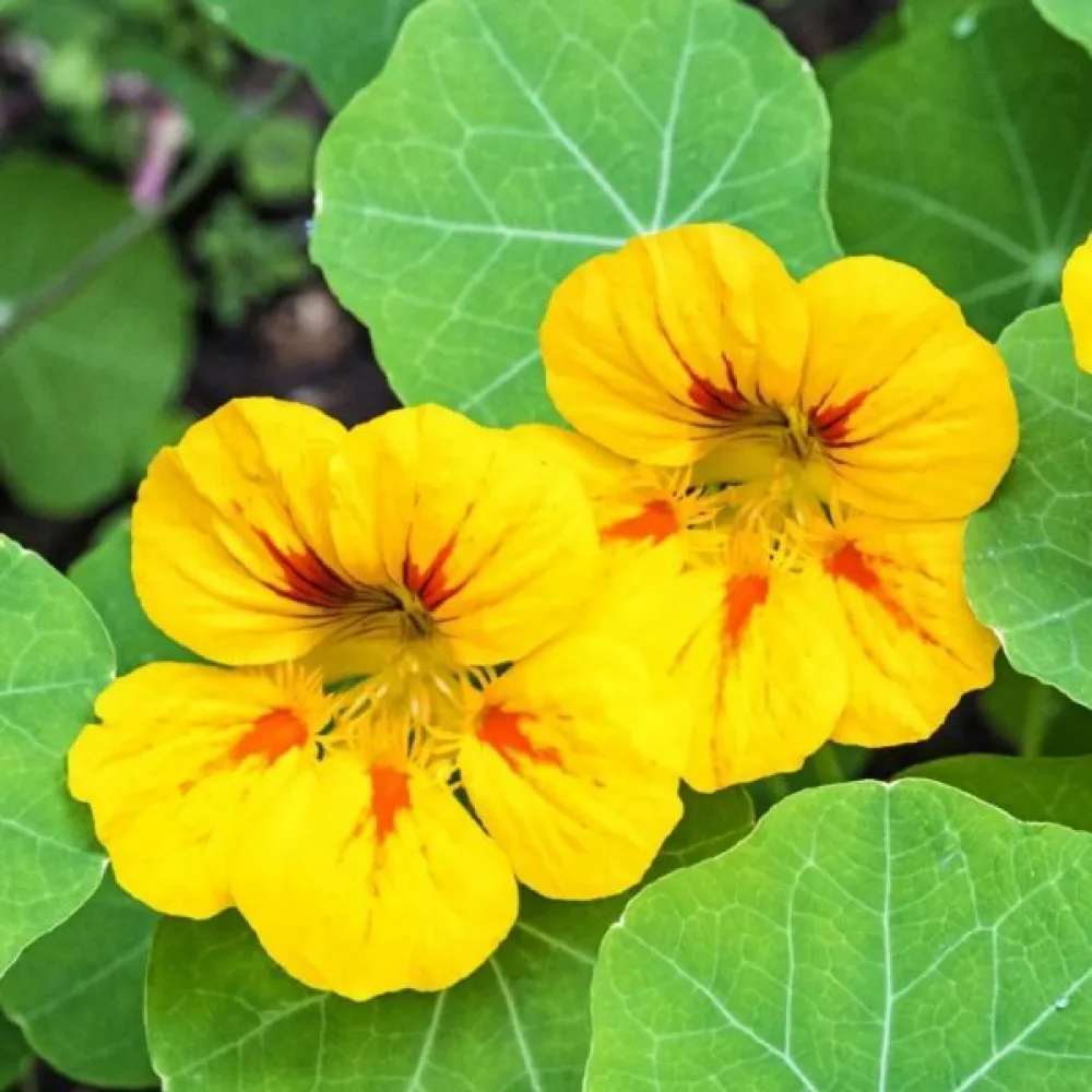 Krasse 'Golden Globe'