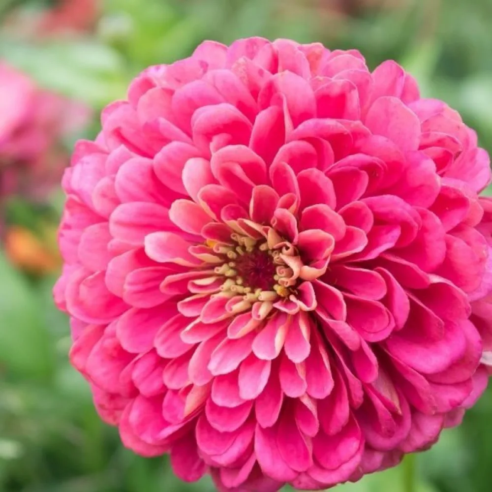 Zinnia 'Illumination'
