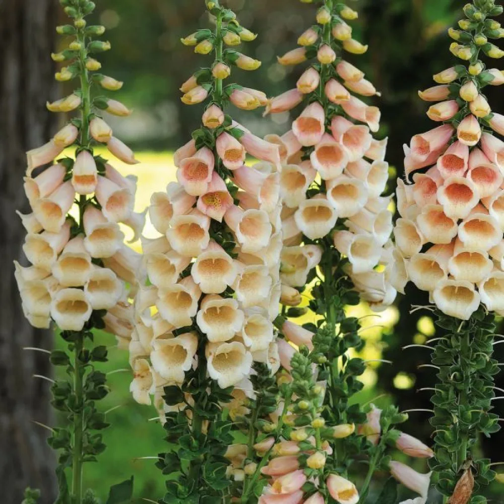 Fingerborgsblomma – aprikos