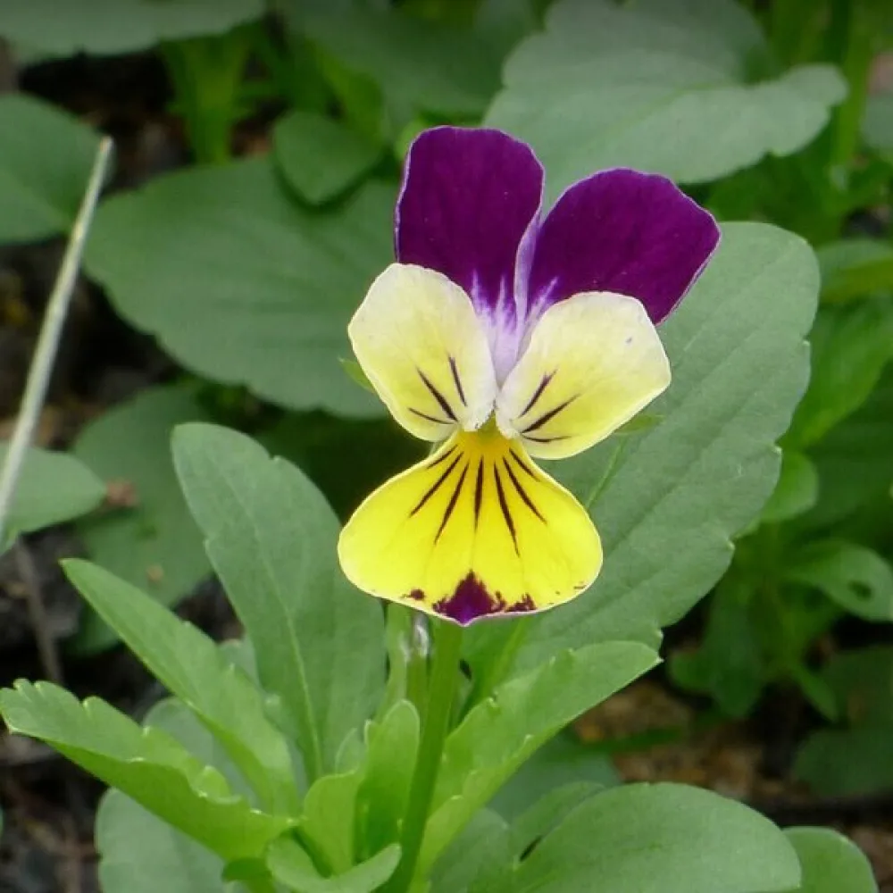 Hornviol 'Helen Mount'