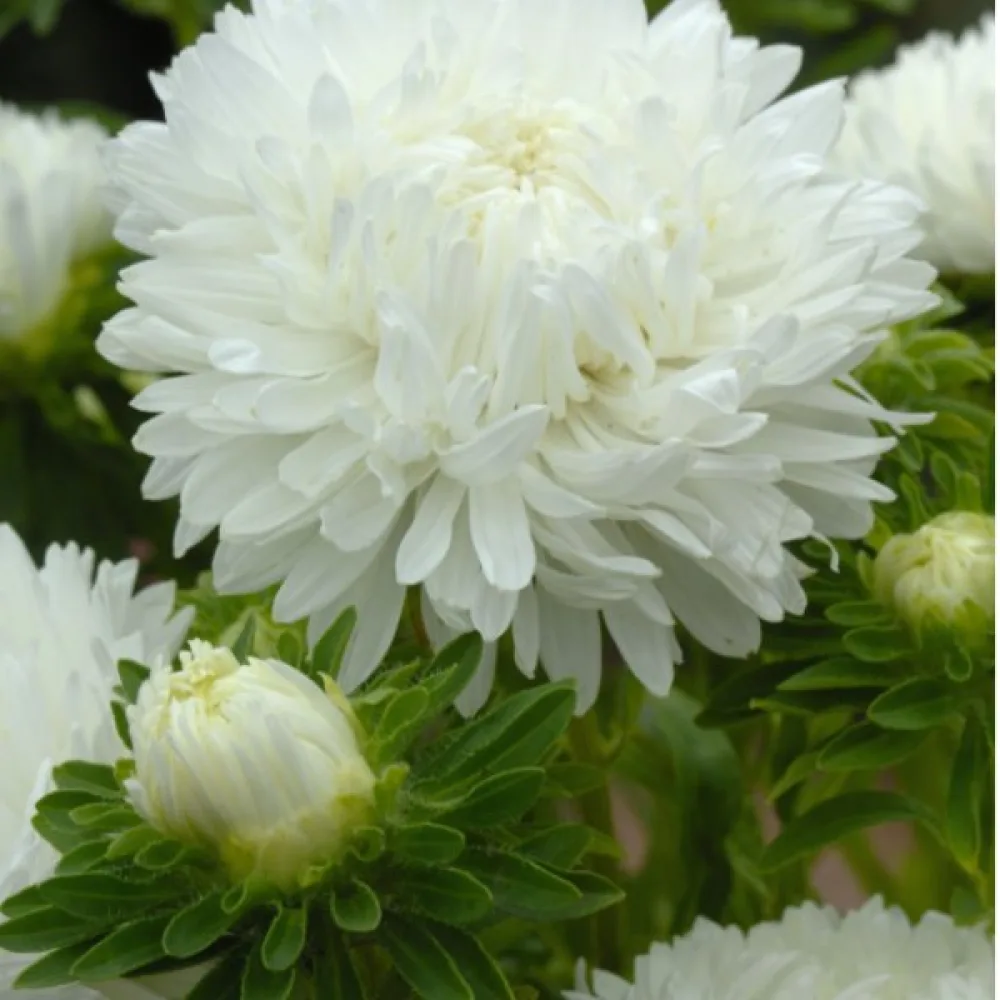 Sommaraster pionblommig – vit