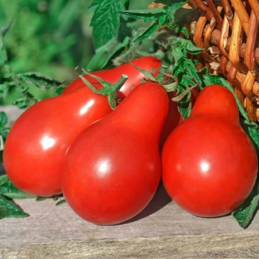 Tomat 'Red Pear'