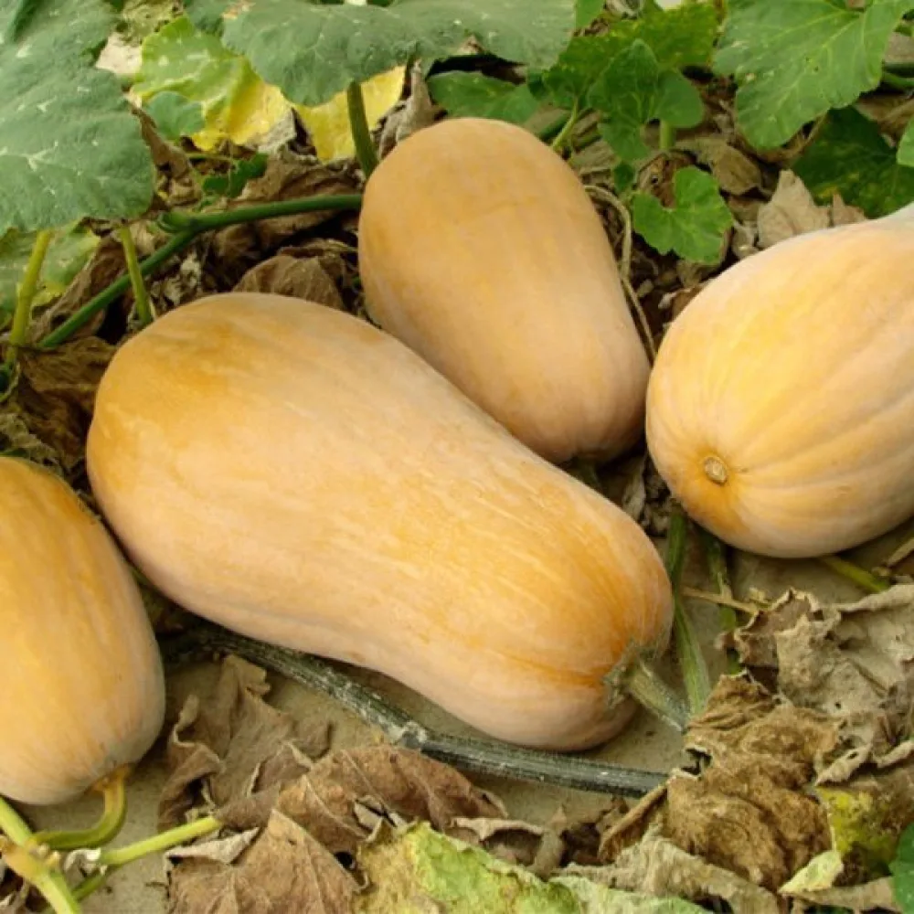 Vinterpumpa 'Wrinkled Butternut'