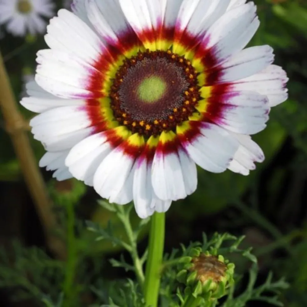 Venidium 'Zulu Prince'
