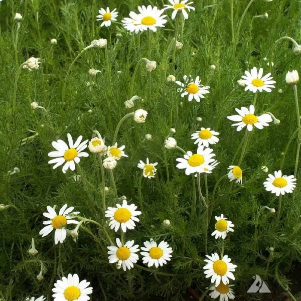 Romersk kamomill Anthemis nobilis
