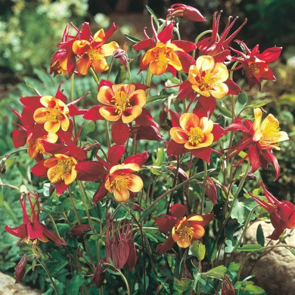 Akleja 'Crimson Star'