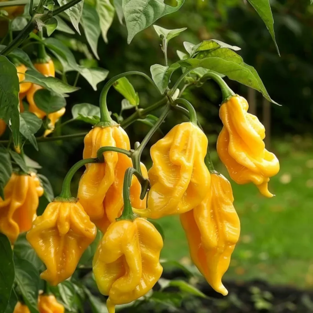 Chilipeppar 'Habanero Limon'