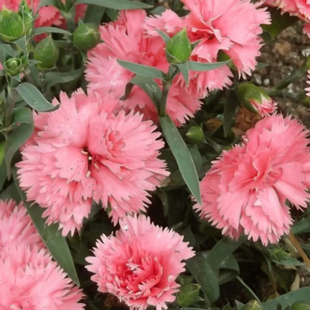 Nejlika 'Grenadin' – rosa