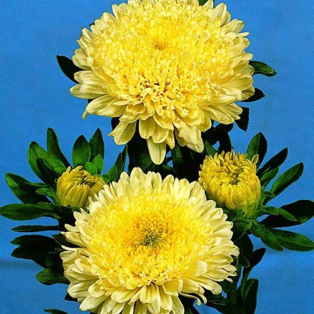 Sommaraster 'Bolero' – gul