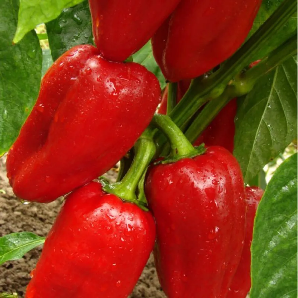 Paprika 'Dulce de España'