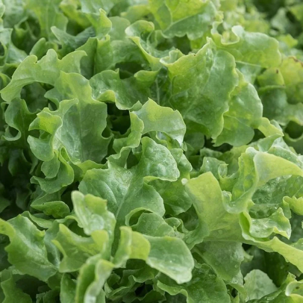 Sallad 'Salad Bowl'