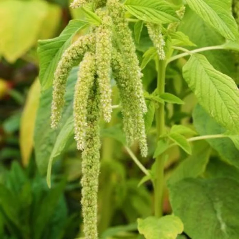 Rävsvansamarant 'Viridis'