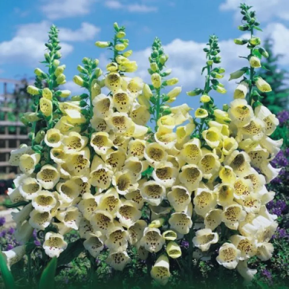 Fingerborgsblomma – primulagul