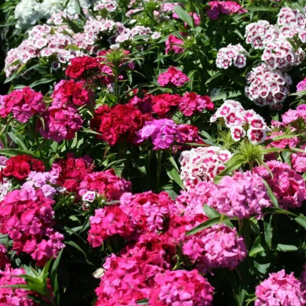 Borstnejlika 'Indian Carpet' – mix