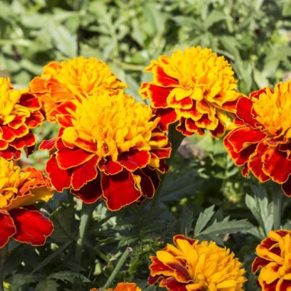 Fransk tagetes 'Boy Orange'