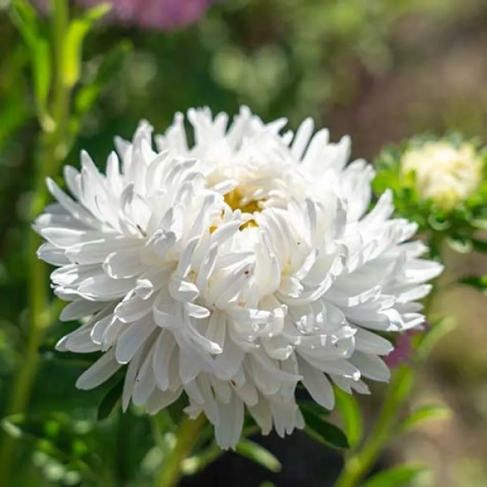 Sommaraster 'Apollonia' – vit