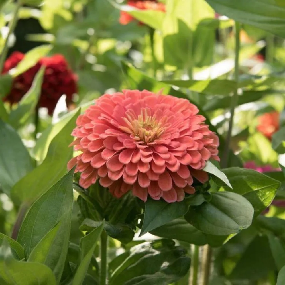 Zinnia 'Super Yoga Salmon'