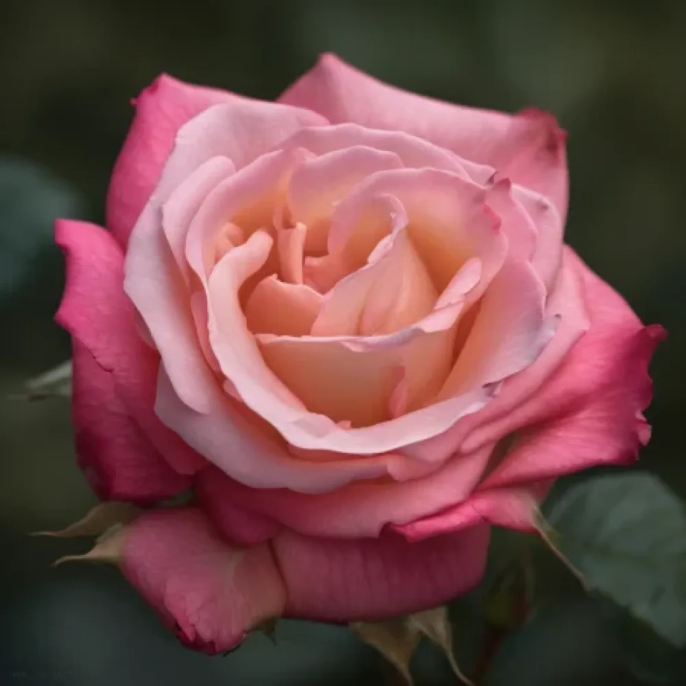 Ros 'Raspberry Embrace'