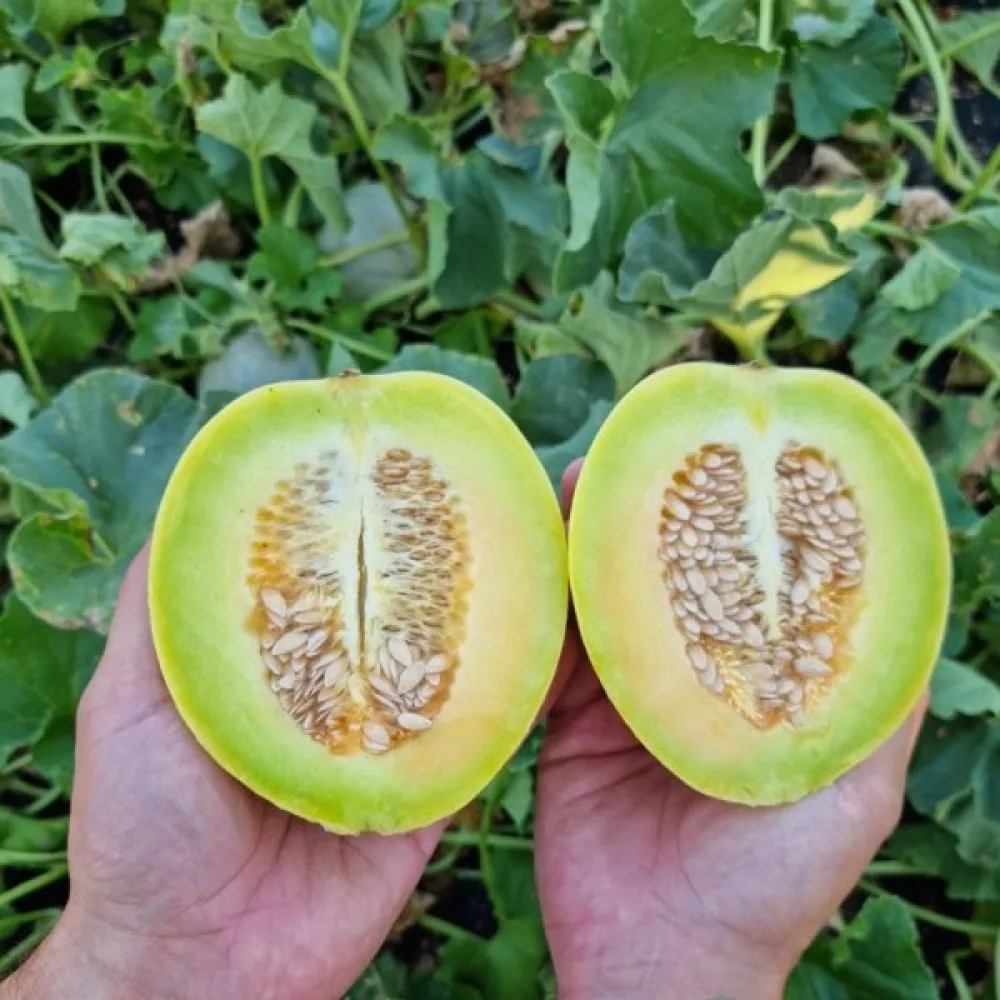 Melon 'Oliwin'