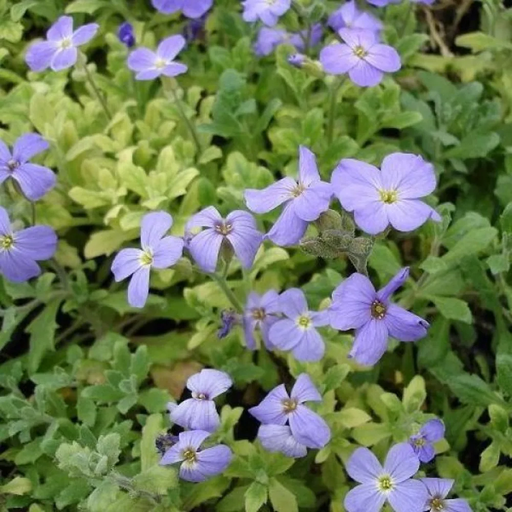 Aubrietia 'Royal Blue'
