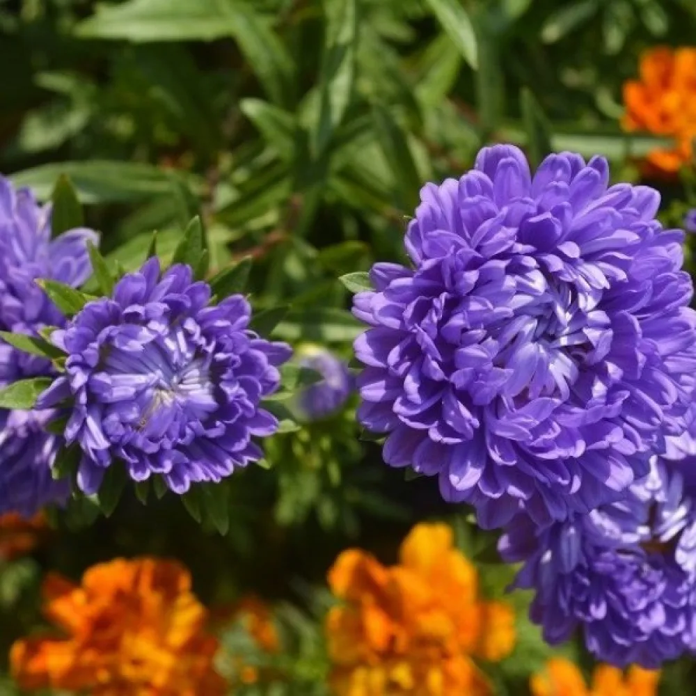 Sommaraster Pompon – mörkblå