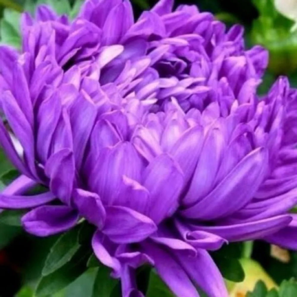 Sommaraster 'Milady' lila
