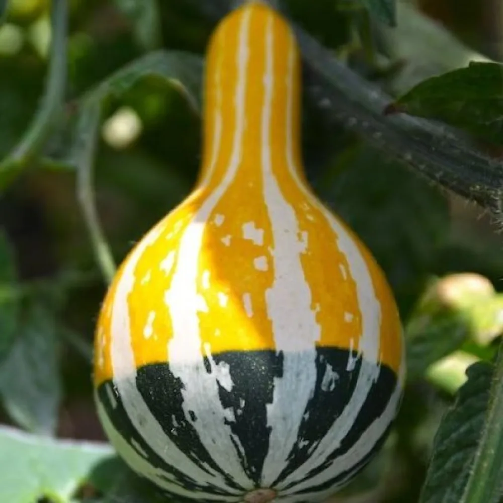 Pumpa 'Small Spoon'