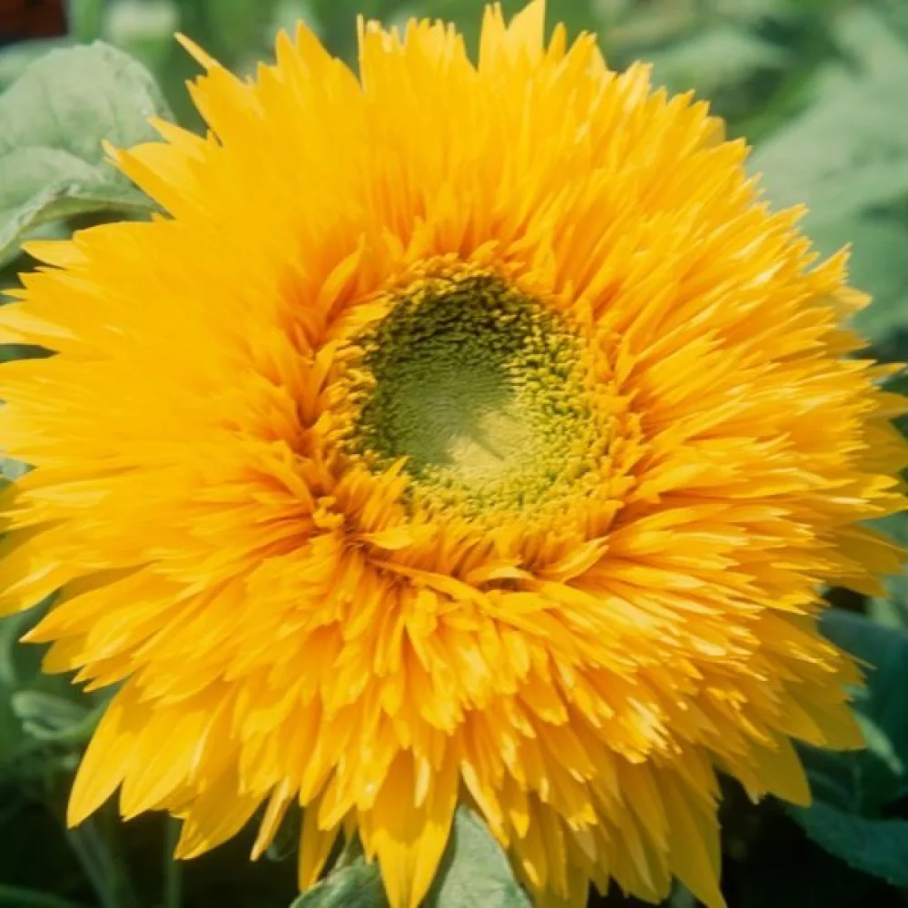 Solros 'Orange Sun'