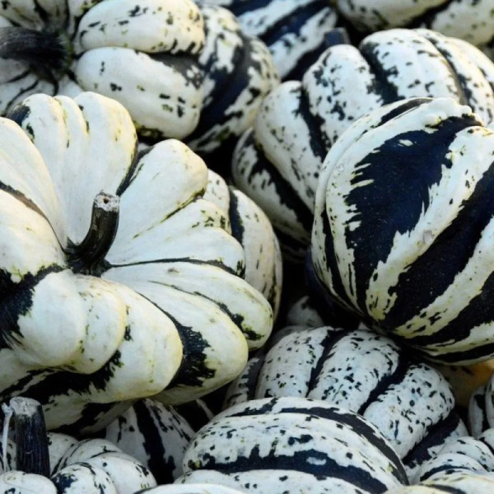 Pumpa 'Sweet Dumpling'