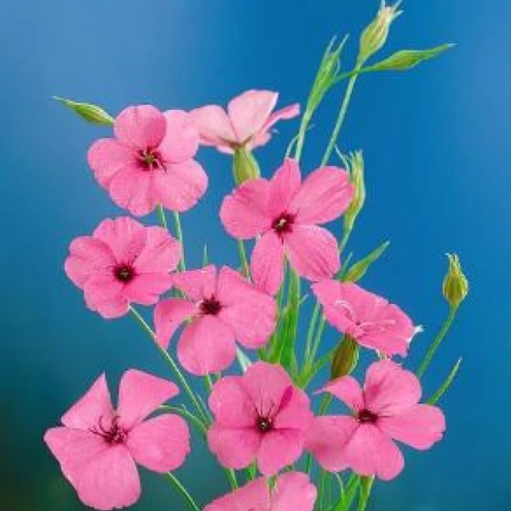 Viskaria 'Nobilis', laxrosa