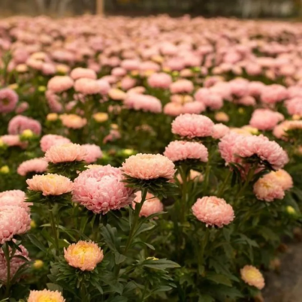 Sommaraster pionblommig – aprikos