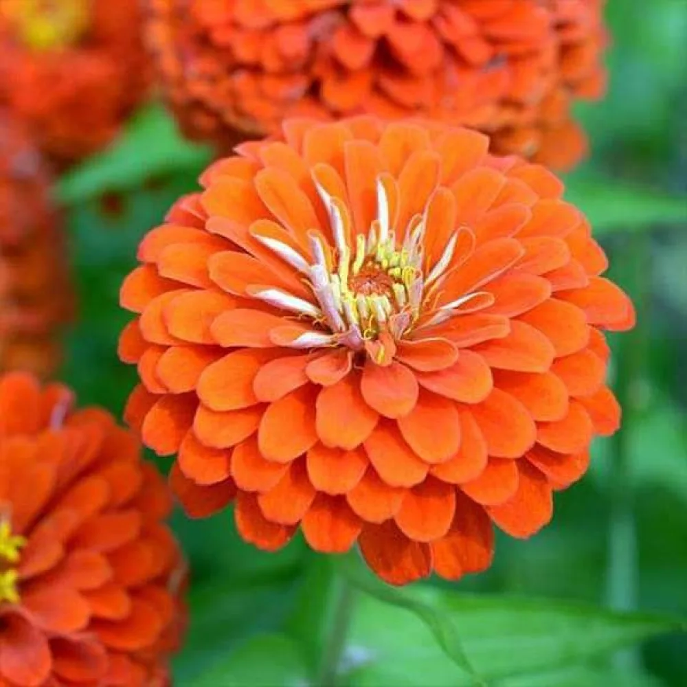 Zinnia 'Golden State'