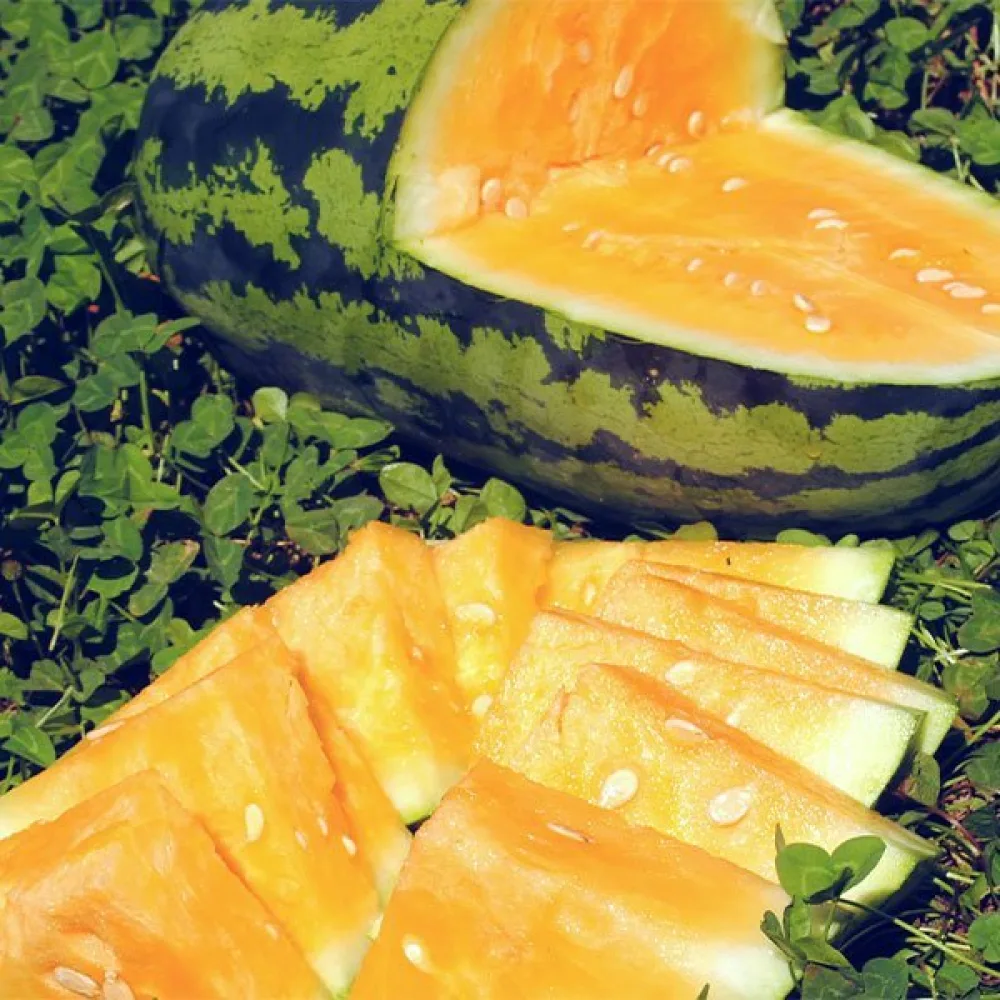 Vattenmelon 'Orangeglo'