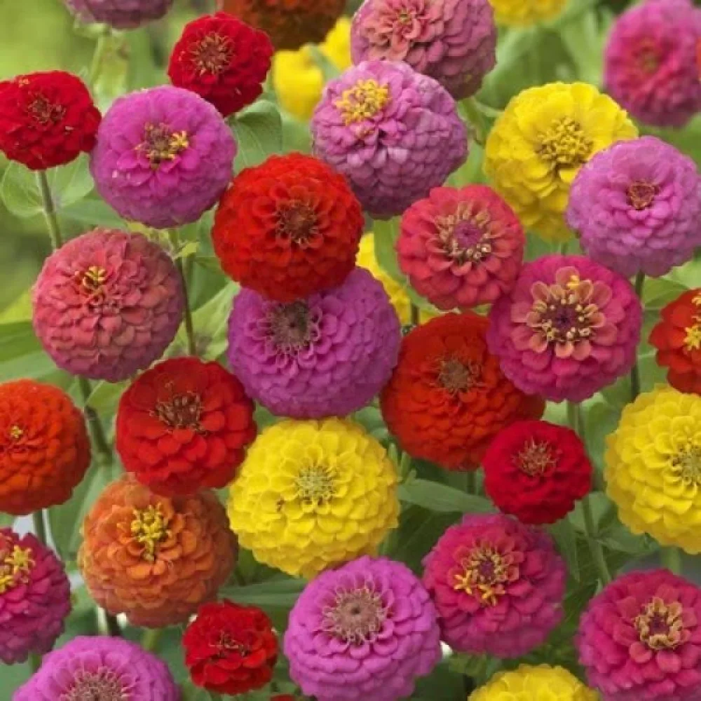 Zinnia 'Cupid' (blandning)