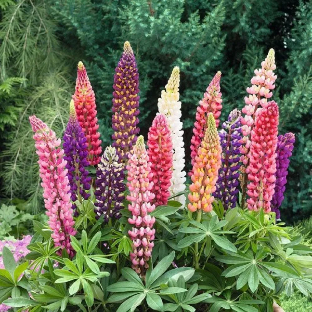 Lupin – sortblandning