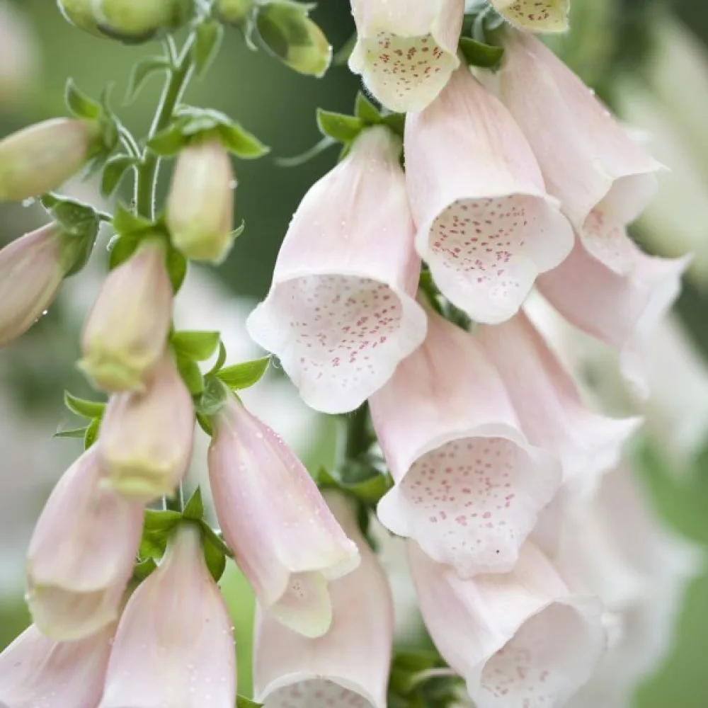 Fingerborgsblomma – aprikos