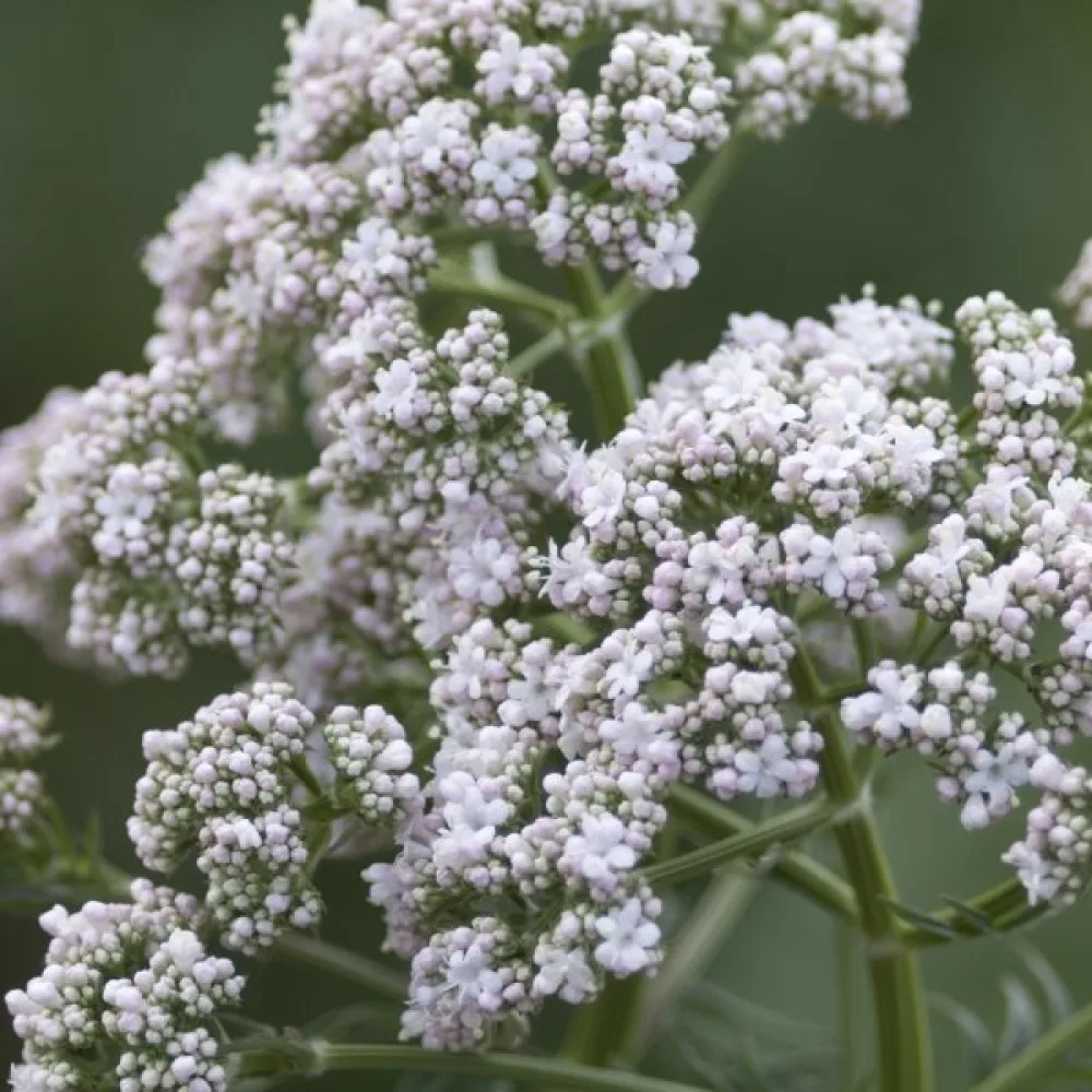 Läkevänderot Valeriana officinalis