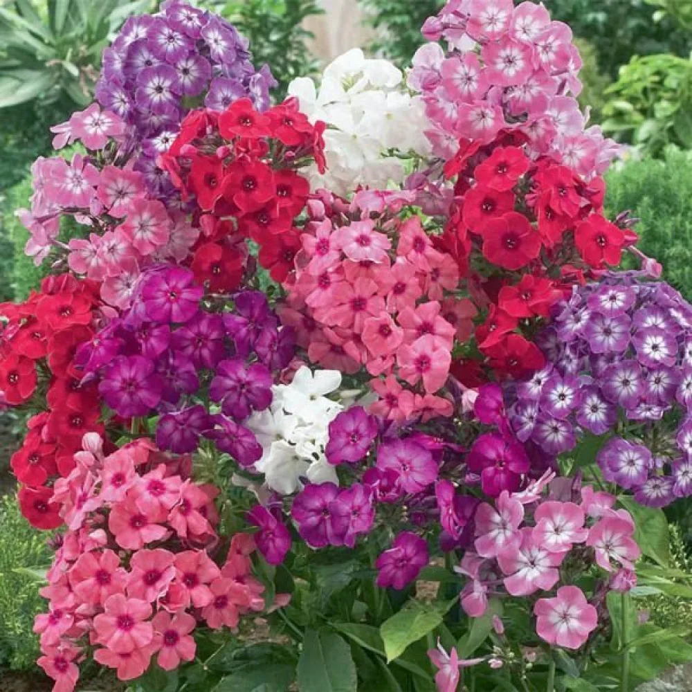 Sommarflox 'Cecily', pastellblandning