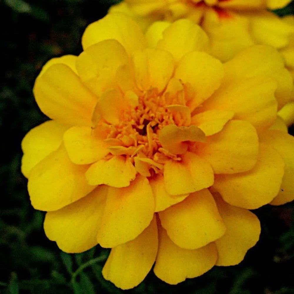 Fransk tagetes 'Petite Spry'