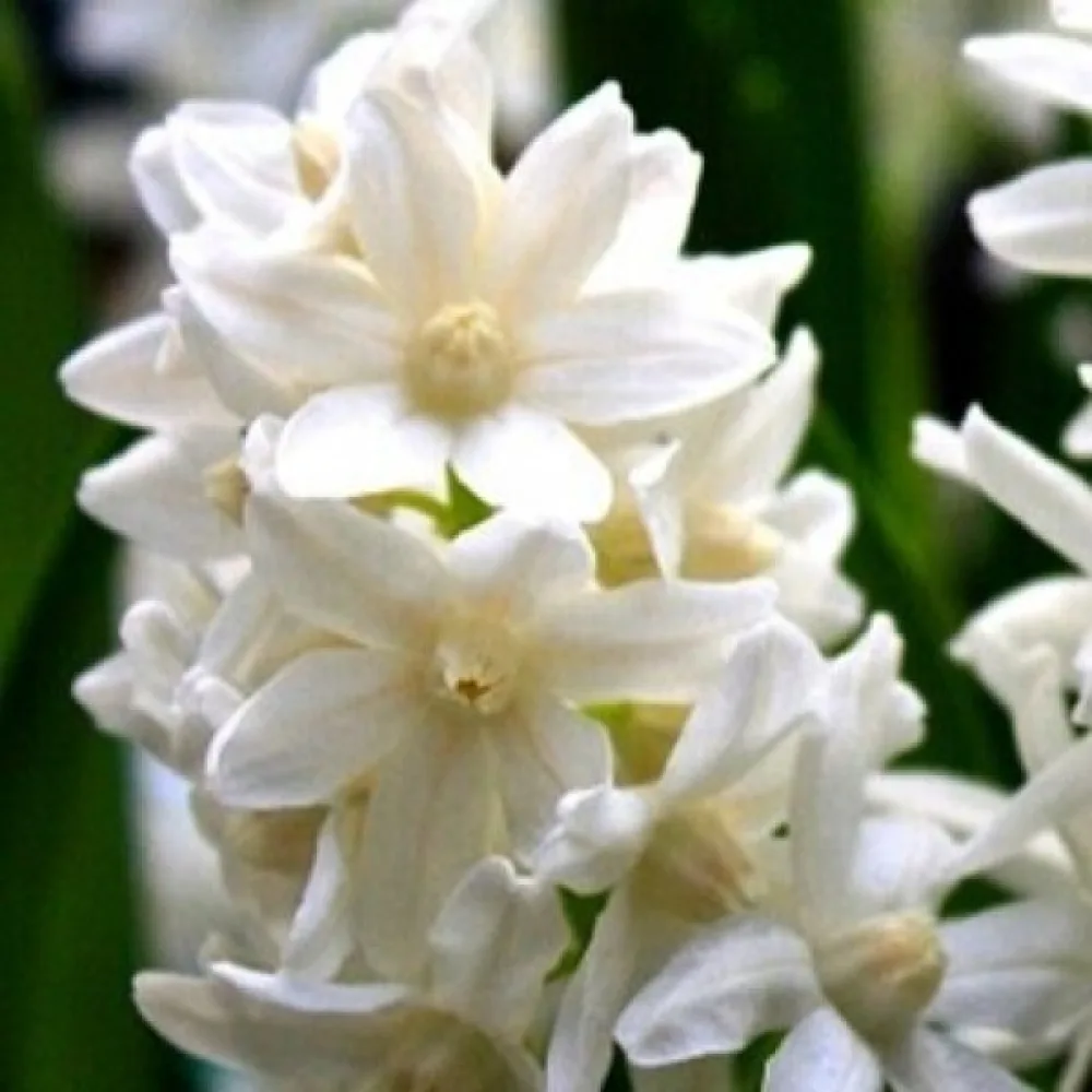 Porslinshyacint 'alba'